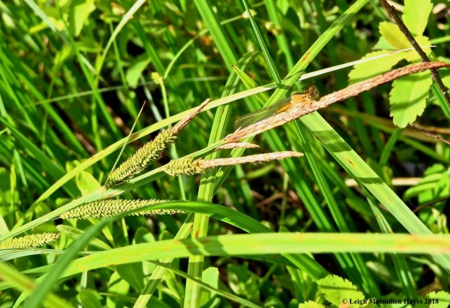 o13-female eastern forktail damsel