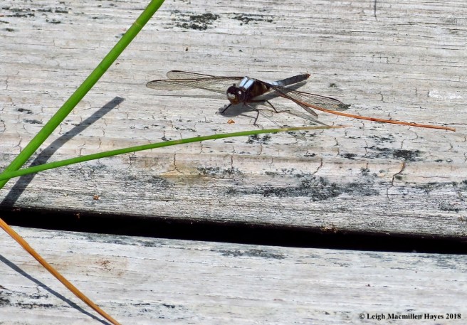 o14-chalk-fronted corporal
