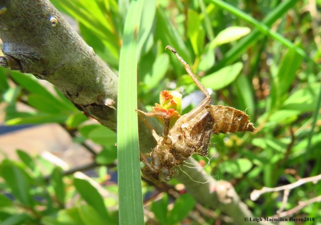 o15-dragonfly exuvia