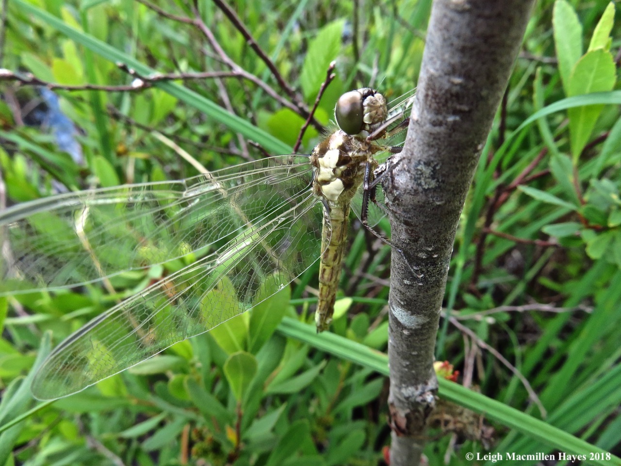 o15-spreading his wings