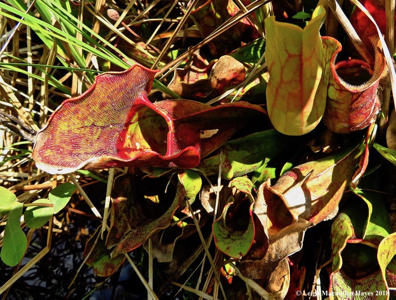 o17-pitcher pitchers
