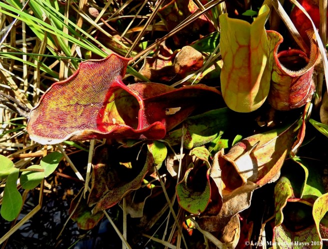 o17-pitcher pitchers