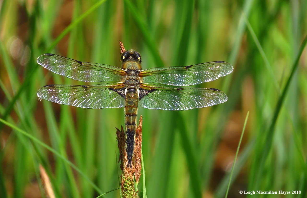 o20-four-spotted skimmer