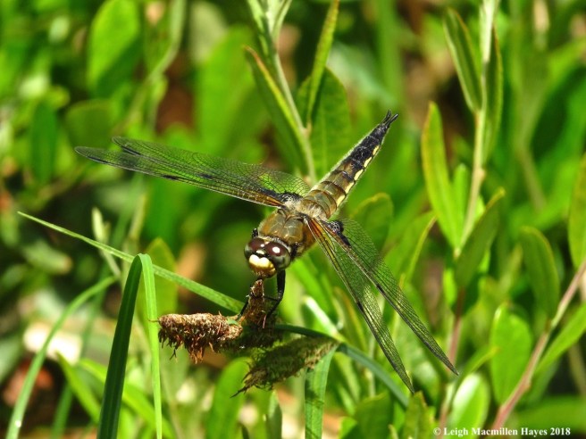 o21-four-spotted face