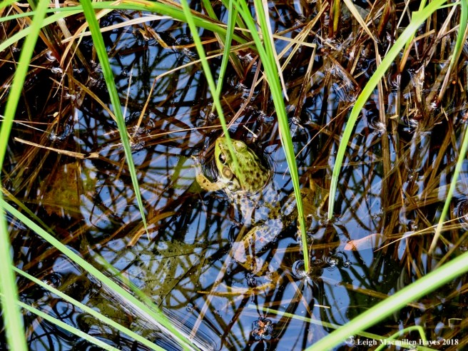 o24-green frog