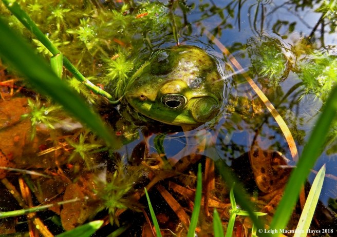 o4-green frog male