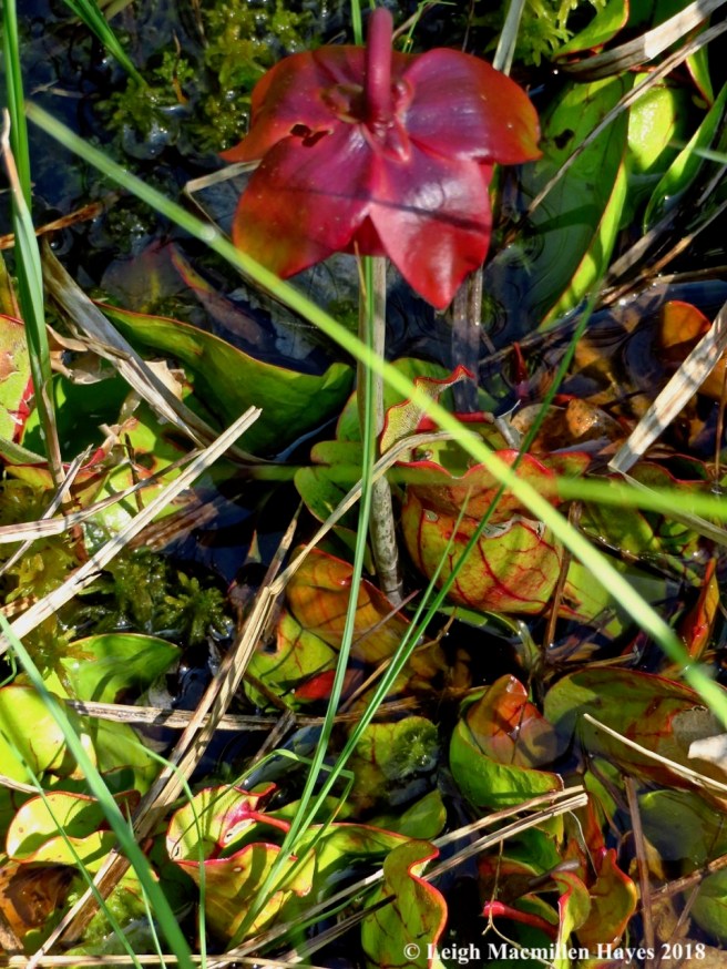 o7-pitcher plant leaves
