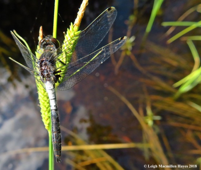 o8-frosted whiteface dragonfly