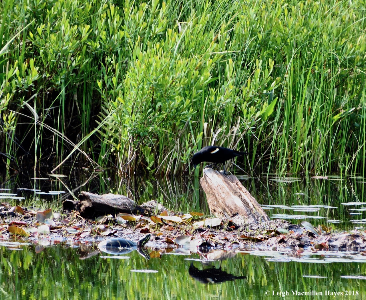 o9-red-winged and painted