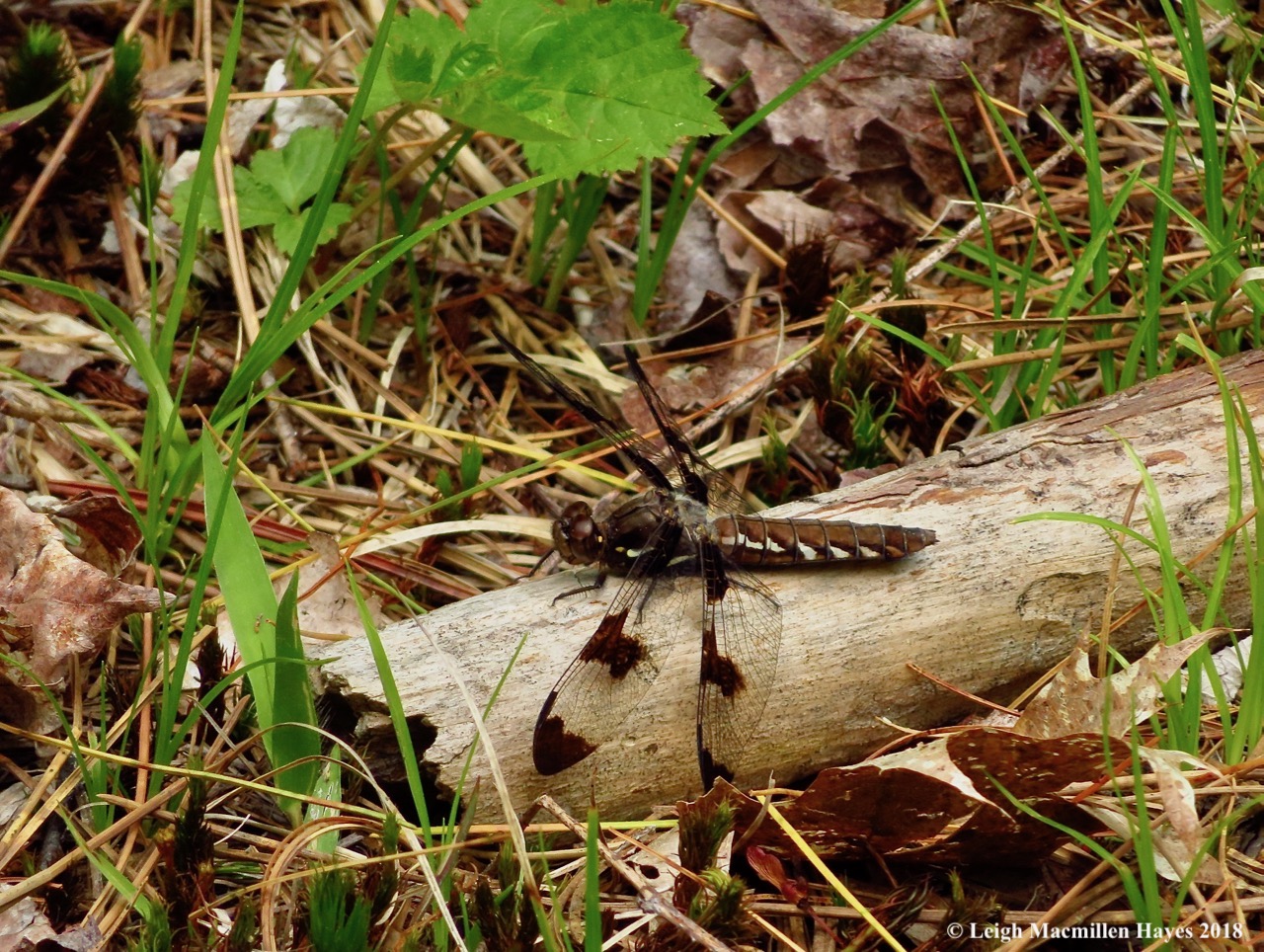 p10-female common whitetail