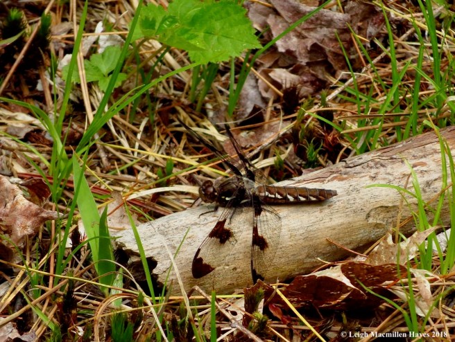 p10-female common whitetail