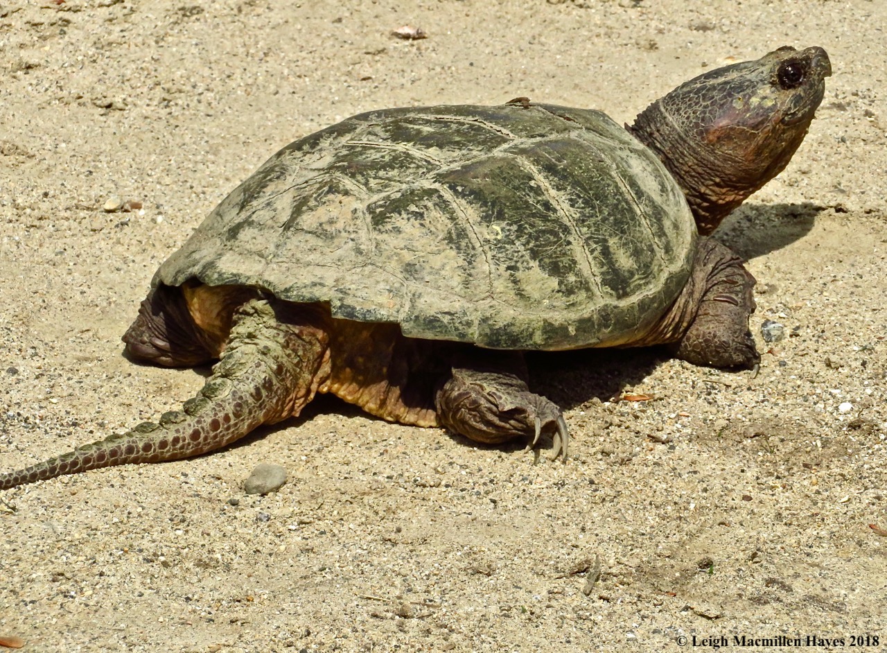 p12-snapping turtle