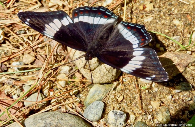 p3-white admiral