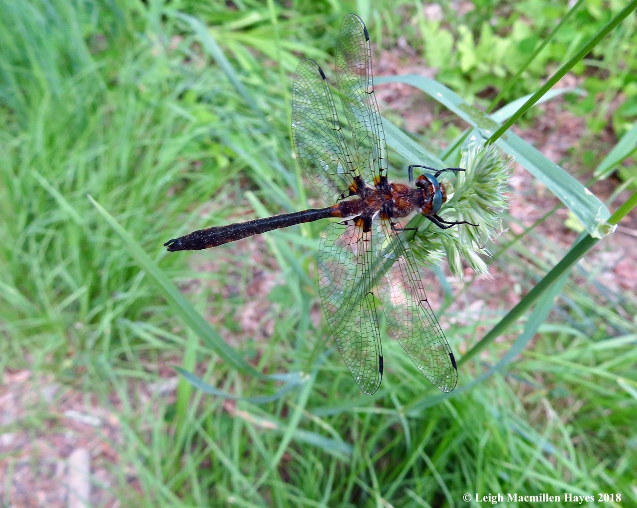 p6-racket-tailed emerald