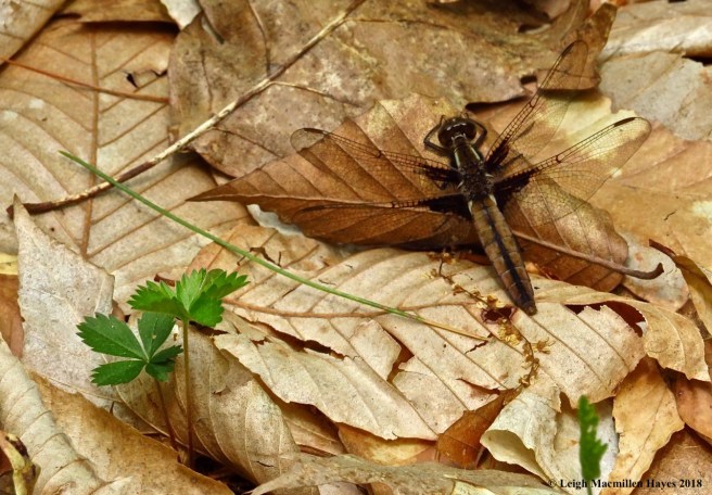 p9-female chalk-fronted