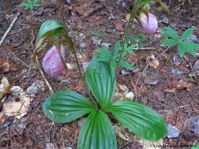 s12-lady's slippers