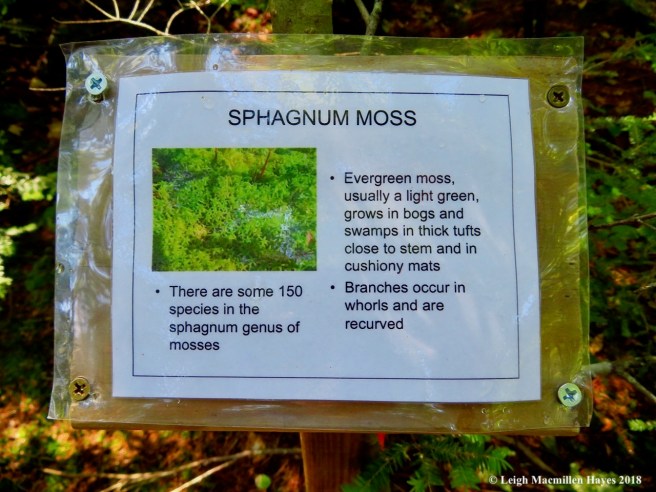 s14-sphagnum moss