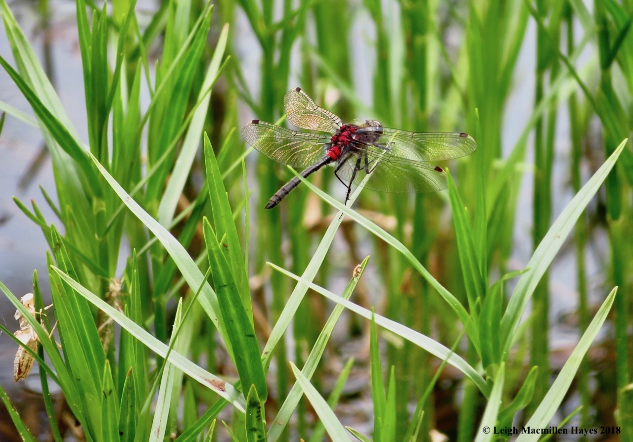 s17-crimson-ringed whiteface dragonfly