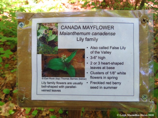 s18-Canada mayflower