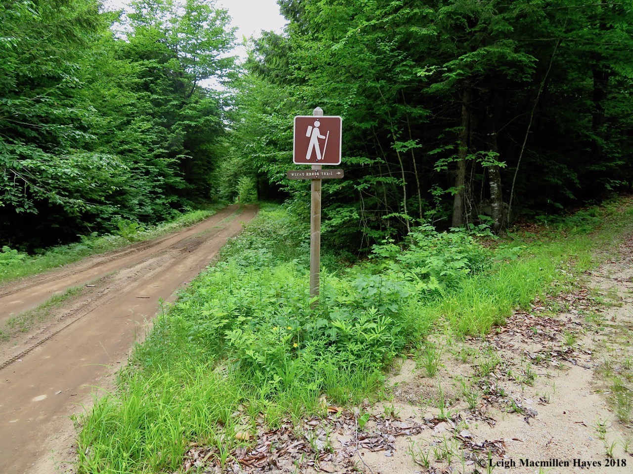 s2-heading into the woods