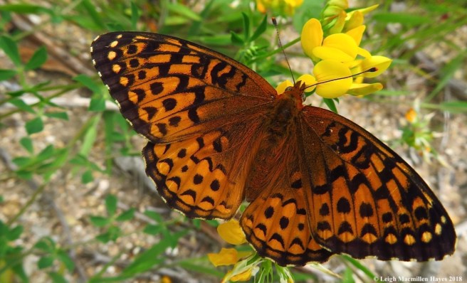 s22a-Atlantis Fritillary