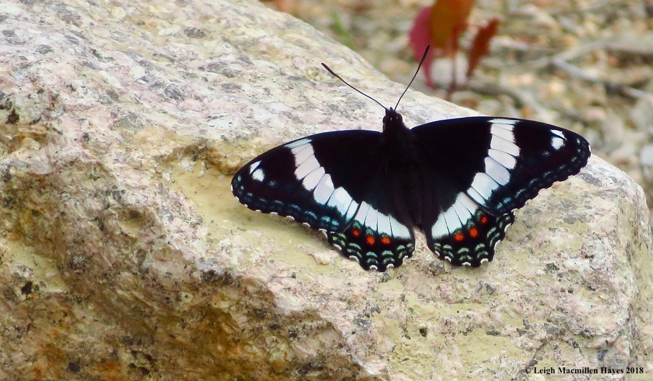 s25-white admiral