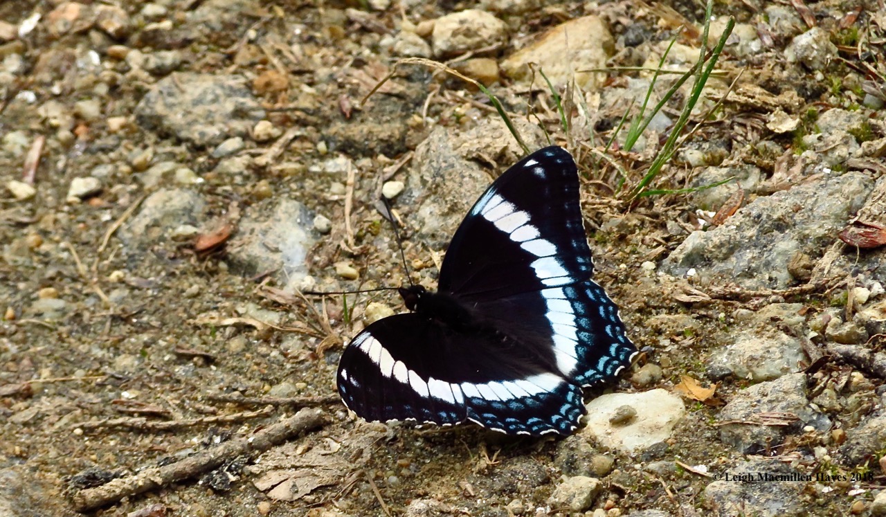 s25a-white admiral