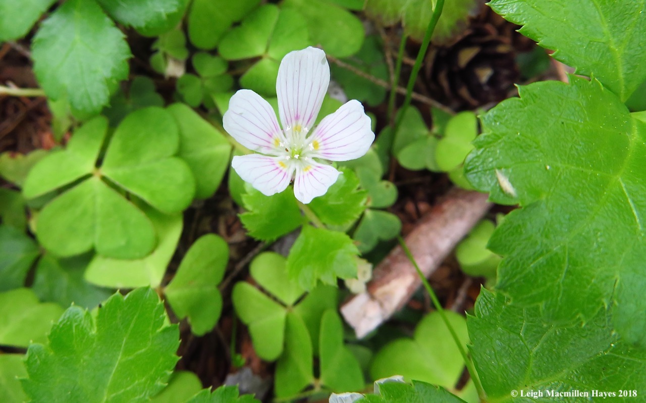 s5-wood sorrel
