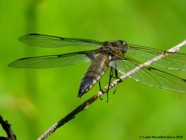 s6-four-spotted skimmer