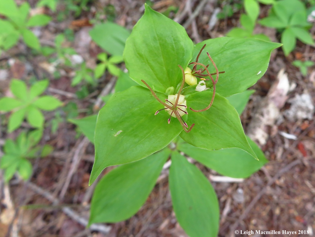 s6--Indian Cucumber Root