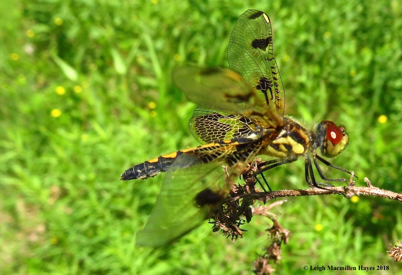 s8-calico pennant