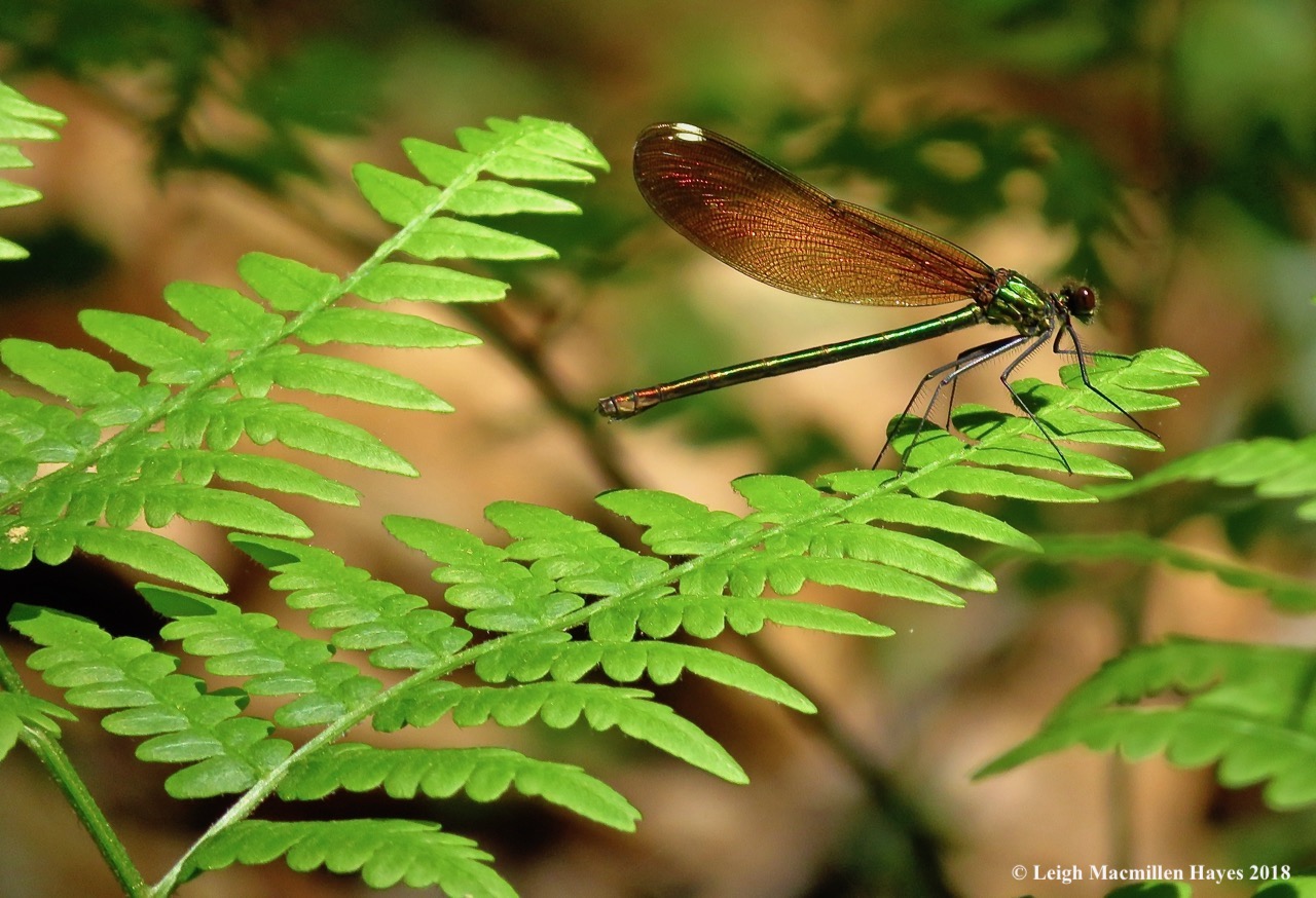 superb jewelwing female