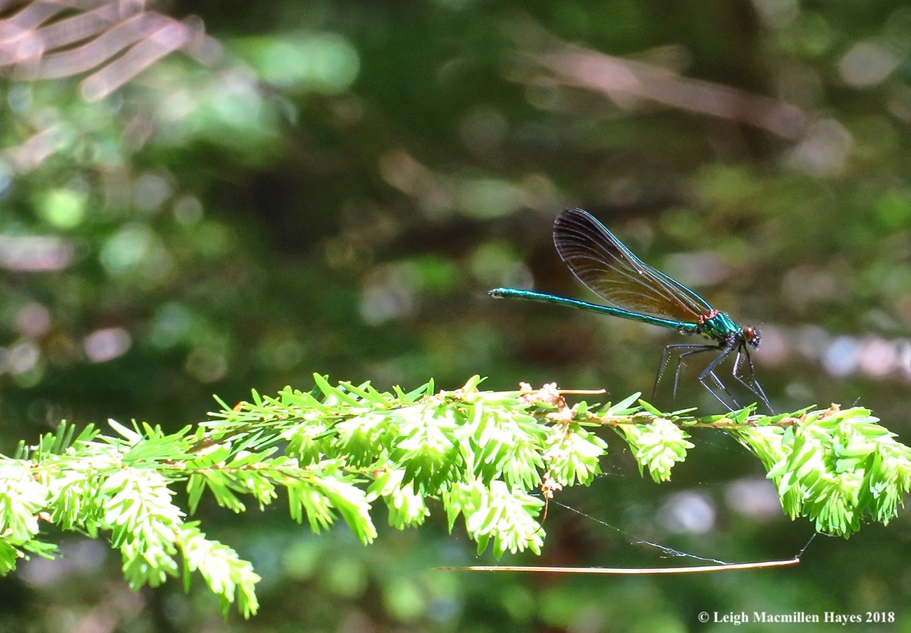 superb jewelwing male