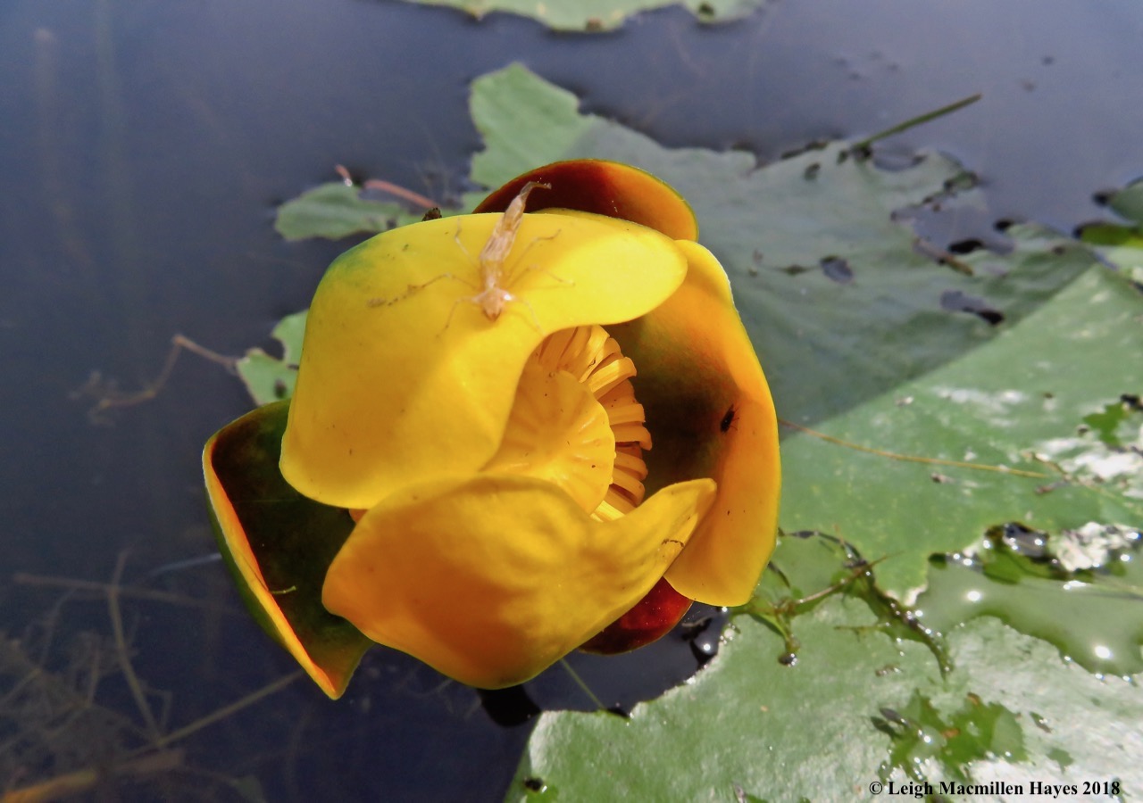 11-spadderdock with damselfly exuvia