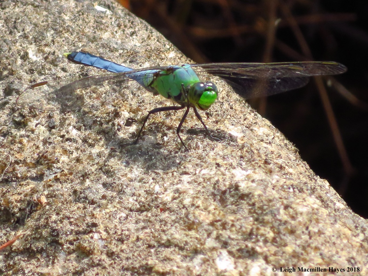 12-Eastern Pondhawk Dragonfly