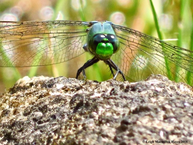 13-EAstern Pondhawk