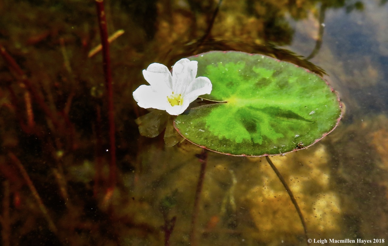 14-Floating Heart Plant