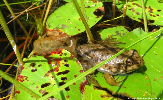 15-bullfrog froglet