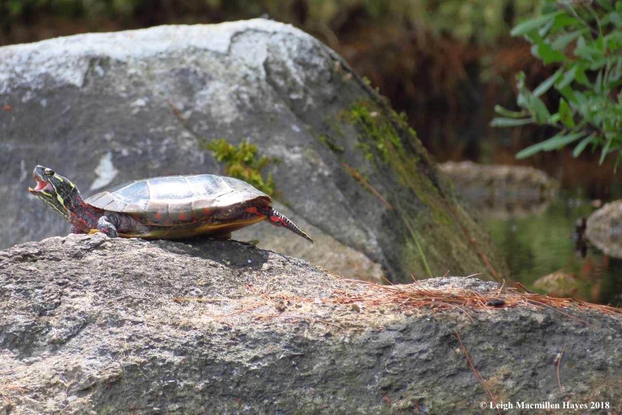 19-painted turtle