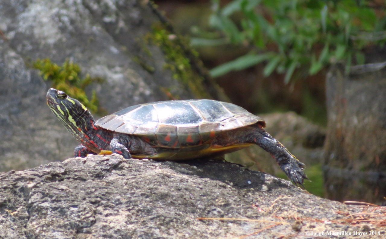 20-turtle basking