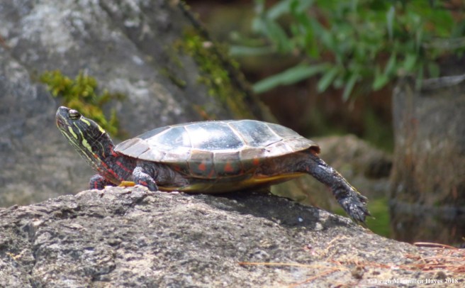 20-turtle basking