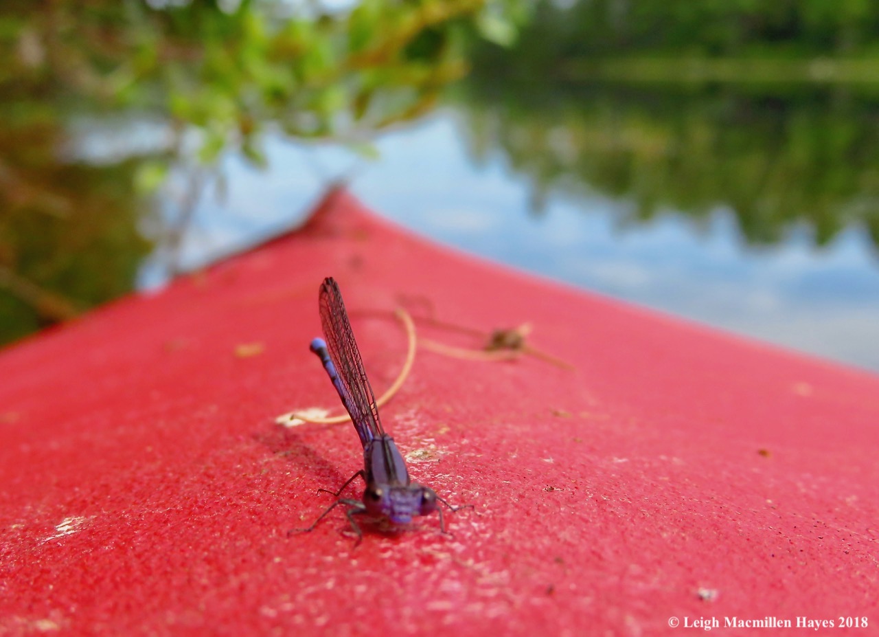 3-variable dancer damselfly