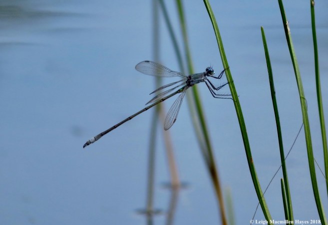 4-spreadwing