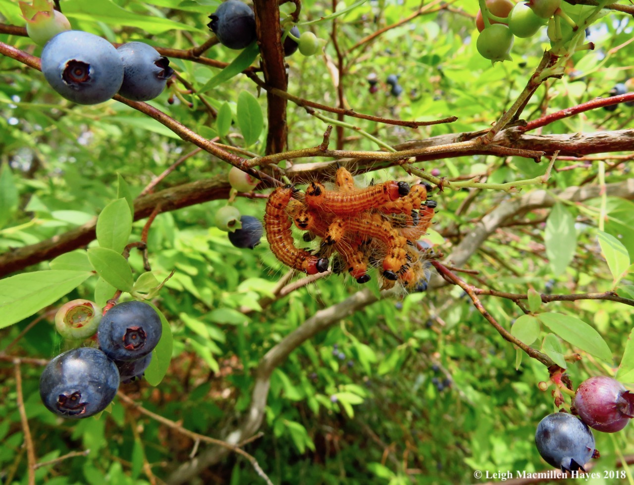 6-yellow-necked caterpillars