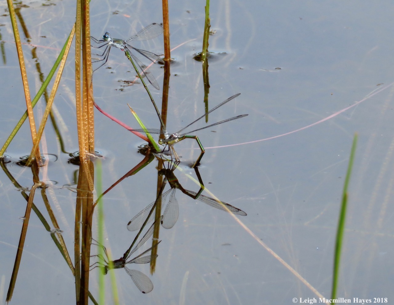 7-emerald spreadwings canoodling