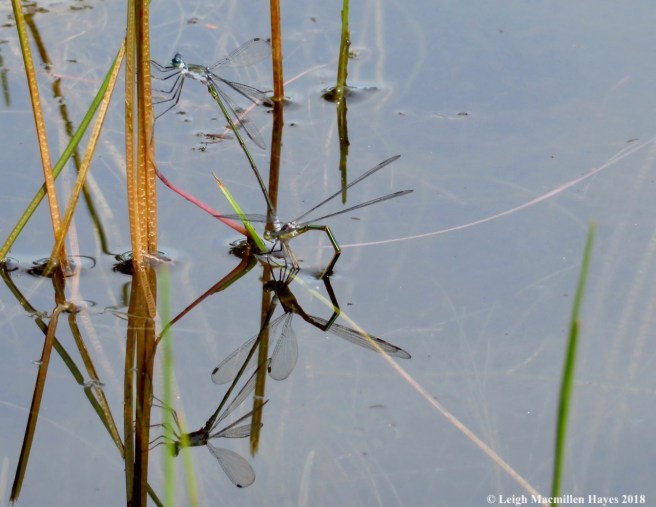 7-emerald spreadwings canoodling