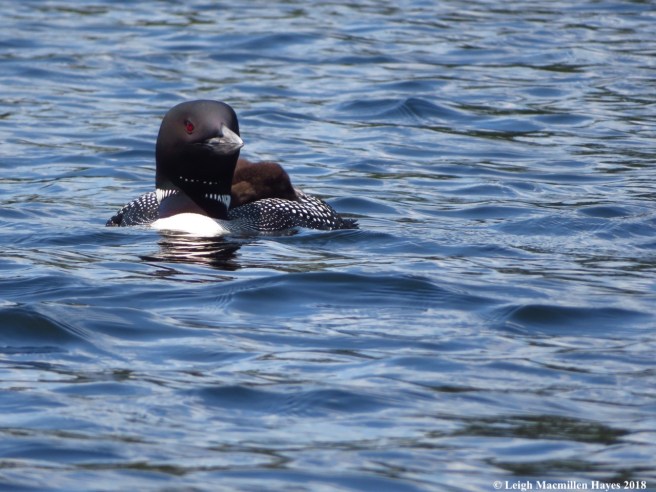 c12-Loon and chick