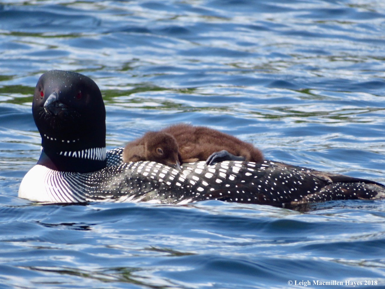 c14-momma or poppa and chick