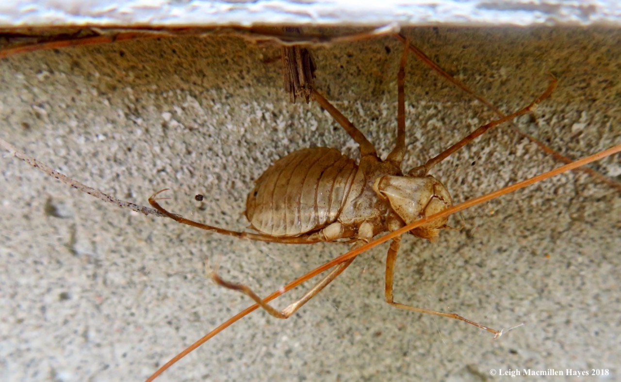 c17-dragonfly exuvia