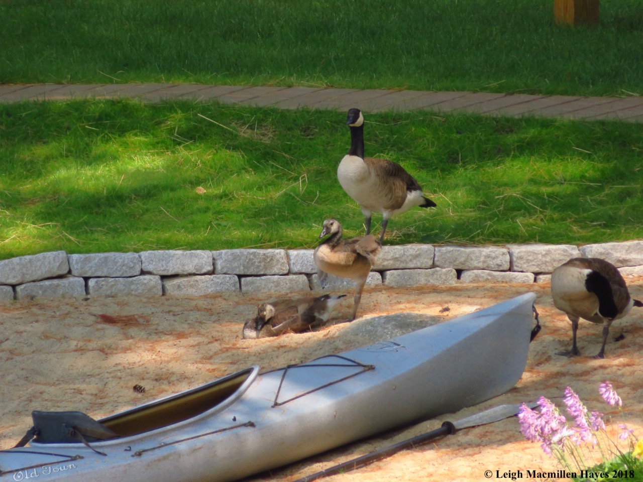 c2-Canada geese at neighbors